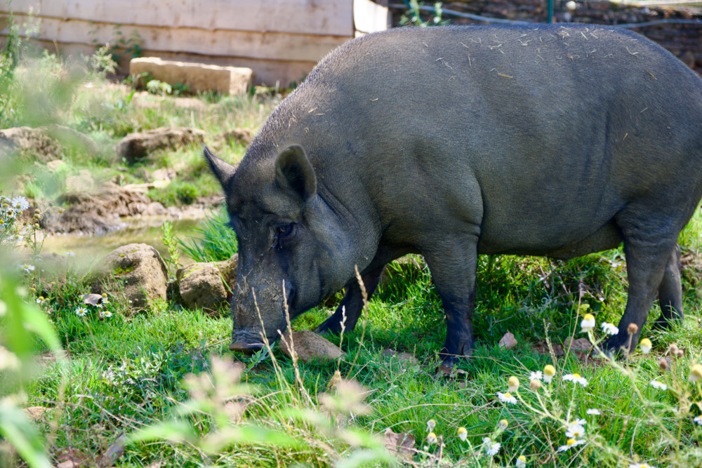 Tierwelt / Klug, robust, unterschätzt: Die halbwilden Schweine im Escher Tierpark