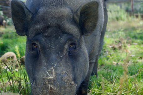 Schweine sind aktive Tiere mit ausgeprägtem Bedürfnis, zu wühlen und zu erkunden
