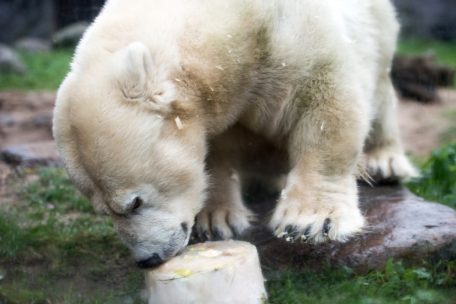 Deutschland / Altersrekord: Kleinwüchsige Eisbärin mit 36 Jahren in Gelsenkirchener Zoo eingeschläfert