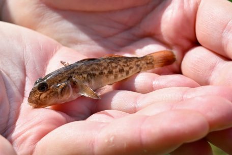 Die Grundel ist eine invasive Fischart, die besonders zwischen den Steinen am Ufer und am Flussboden lebt