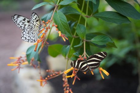 Mehr als nur hübsch / Warum Schmetterlinge für unsere Umwelt wichtig sind