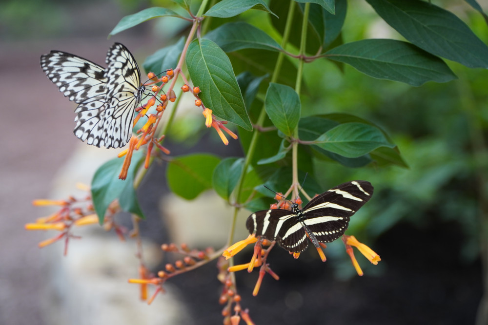 Mehr als nur hübsch / Warum Schmetterlinge für unsere Umwelt wichtig sind
