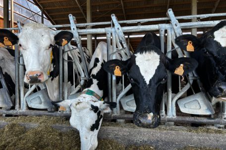 180 Milchkühe hat Kim Siebenaller zu versorgen