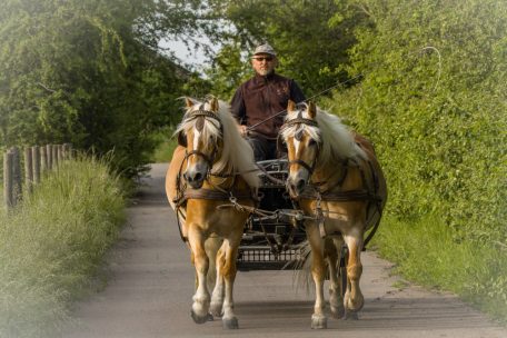 Kutscher aus Leidenschaft / Norb Schumacher entführt mit seinen Haflingern in die Moselweinberge