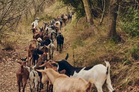 Ziegen gegen Flammen / Ohne Meckern geht’s halt nicht: So schützt Spaniens ungewöhnlichste Feuerwehr den Wald