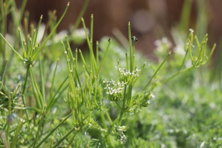 Ackerpflanze galt als ausgestorben / Venuskamm nach mehr als 60 Jahren in Luxemburg wiederentdeckt