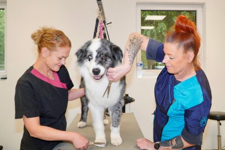 Kito, ein stattlicher elfjähriger Australian Shepherd, erstrahlt in neuem Glanz: Nach einer wohltuenden Fellpflege durch die Hundefriseurinnen Asienka und Katarzyna wurde seine dichte Unterwolle ausgebürstet und sein Schnitt neu definiert