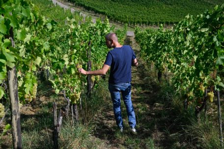 Domaine Tageblatt / Während einige Winzer bereits mit der Lese begonnen haben, suchen wir noch nach dem perfekten Zeitpunkt