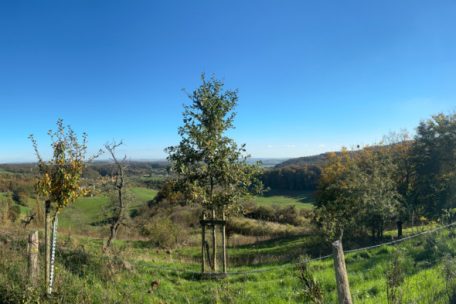 Unberührtes Luxemburg (37) / Witteschbierg & Im Reder: Ein Mosaik aus verschiedenen Pflanzengesellschaften