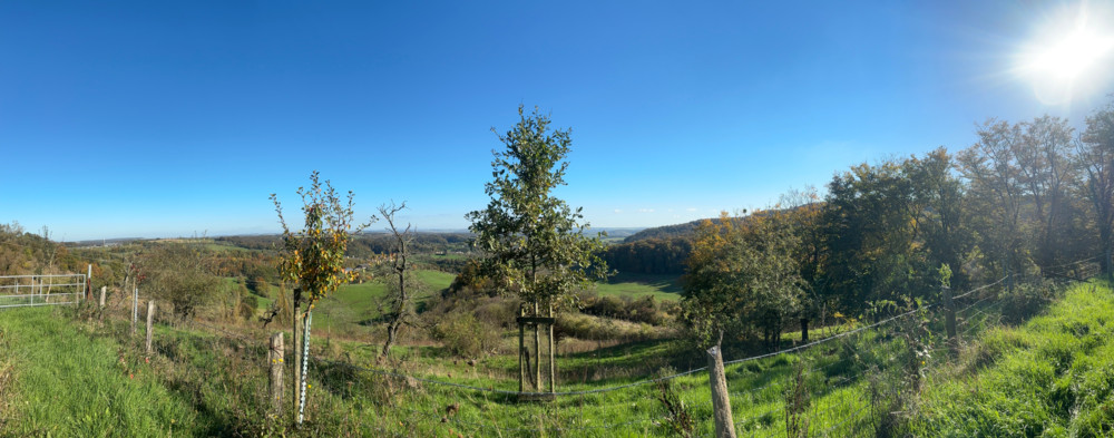 Unberührtes Luxemburg (37) / Witteschbierg & Im Reder: Ein Mosaik aus verschiedenen Pflanzengesellschaften