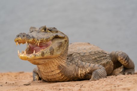 Effizienter Jäger der Gewässer / Warum der „Brillenkaiman“ vom Aussterben bedroht ist