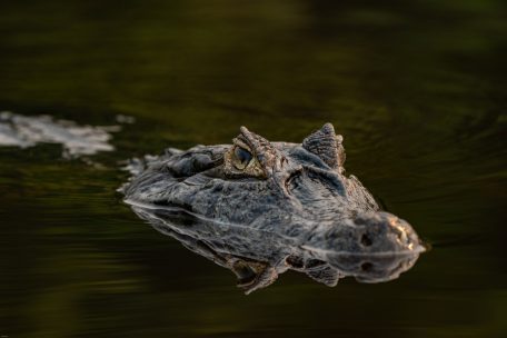 Der Krokodilkaiman ist über ganz Mittel- und Südamerika verbreitet