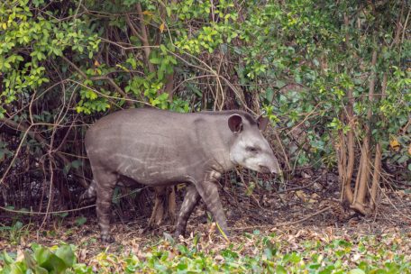 Tierfotografie / Gärtner des Regenwaldes – der Flachlandtapir (Tapirus terrestris)  