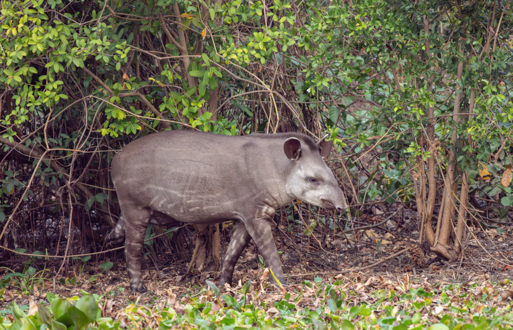 Tierfotografie / Gärtner des Regenwaldes – der Flachlandtapir (Tapirus terrestris)  