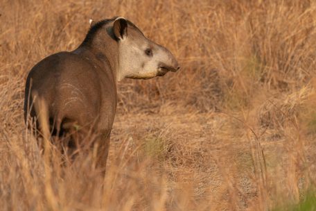 Der Tapir leistet eine wichtige Aufgabe bei der Vielfalt der Pflanzen