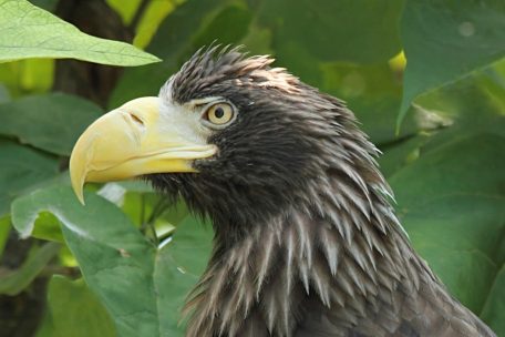 Nahe Luxemburger Grenze / Zoo Amnéville findet entflohenen Riesenseeadler Ryu wieder