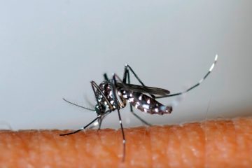 Asiatische Tigermücke / „Die Krankheit, die den Menschen krümmt“ im Elsass nachgewiesen – bald auch in Luxemburg?