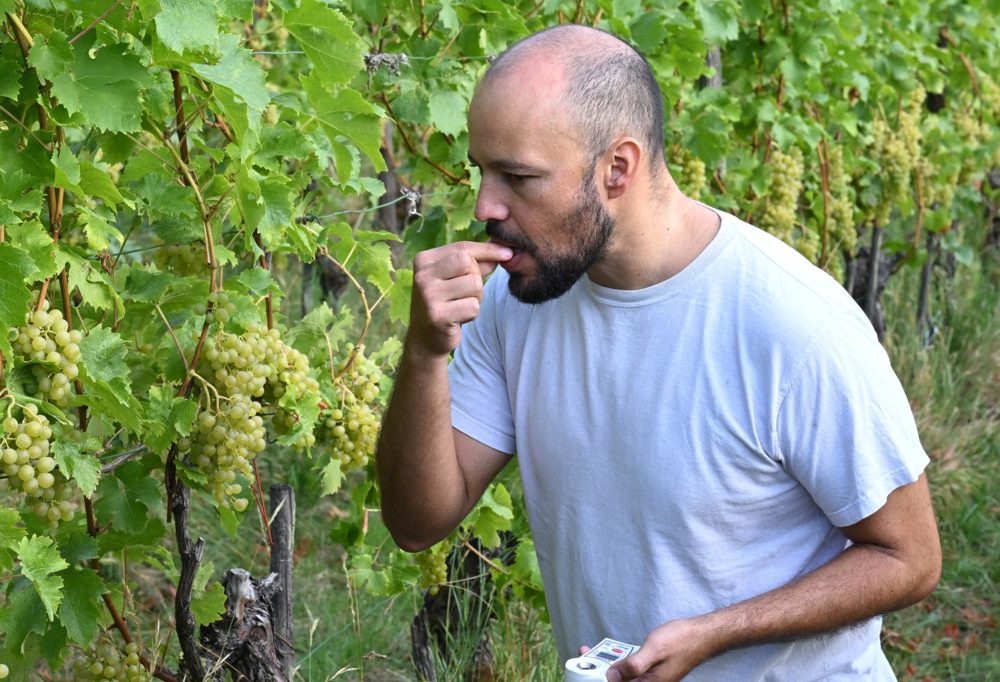 Domaine Tageblatt / Die Zeit ist reif! Am Samstag lesen wir nicht Zeitung, sondern unsere Rivanertrauben