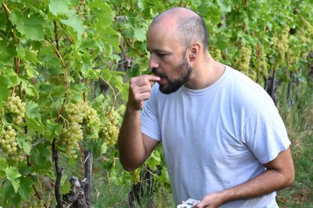 Domaine Tageblatt / Die Zeit ist reif! Am Samstag lesen wir nicht Zeitung, sondern unsere Rivanertrauben