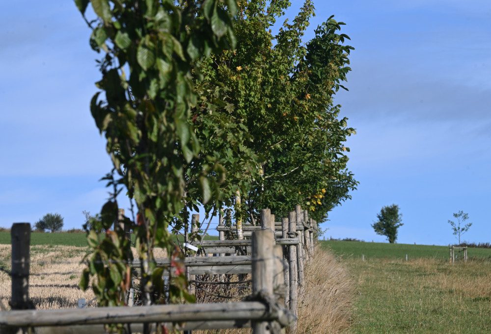„Bam an d’Gewan“ / Warum „natur&ëmwelt“ den Luxemburger Landwirten Bäume für ihre Felder schenkt