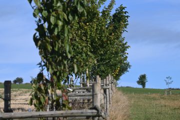 „Bam an d’Gewan“ / Warum „natur&ëmwelt“ den Luxemburger Landwirten Bäume für ihre Felder schenkt