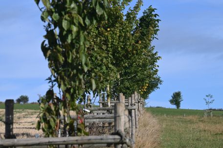 „Bam an d’Gewan“ / Warum „natur&ëmwelt“ den Luxemburger Landwirten Bäume für ihre Felder schenkt