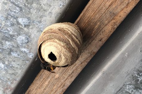 Eine Hornissenkönigin beim Ausbau eines Primärnests