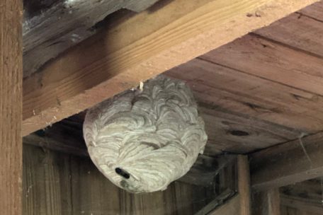 Ein Hornissennest in einem Gartenhäuschen