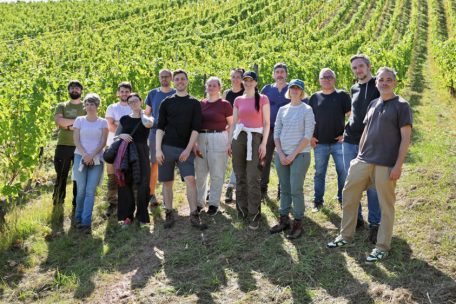 Domaine Tageblatt / Endlich selber lesen: Wie wir mehr als zwei Tonnen Trauben von den Reben holten