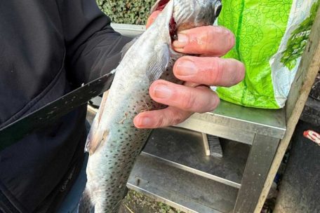 Noch vor Ort werden die Fische gesäubert