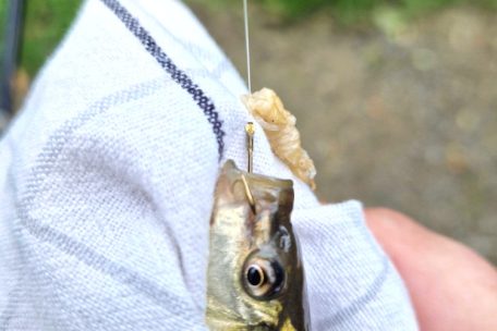 Bei kleineren Fischen ist das Hakenlösen leichter