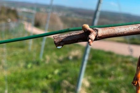 Die Tageblatt-Parzelle erweckt wieder hzum Leben