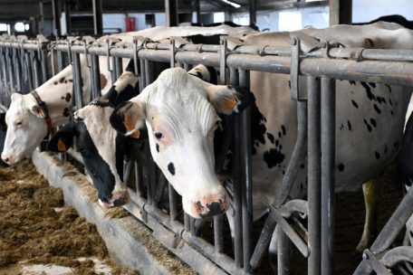 Milchkühe und Schlachtvieh gehören zu den Geschäftsfeldern des Hofes, wie auch Ackerbau – neben den Kürbissen