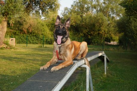 Haustiere / Die richtige Auslastung für mehr Wohlbefinden: So bleiben Hunde aktiv, gesund und glücklich