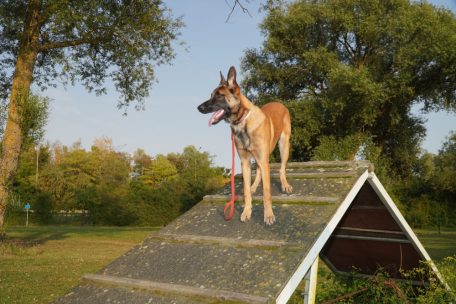 Agility ist eine Funsportart, die vor allem bewegungsfreudige Vierbeiner, etwa H&uuml;tehunde, begeistert. Schon mit sieben Monaten beweist die belgische Sch&auml;ferh&uuml;ndin Malinois Akira ihr K&ouml;nnen im Agility-Training, wo sie die A-Wand mit Geschick meistert.