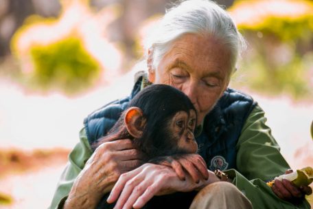 Britische Primaten-Forscherin / Jane Goodall ist im Alter von 91 Jahren gestorben
