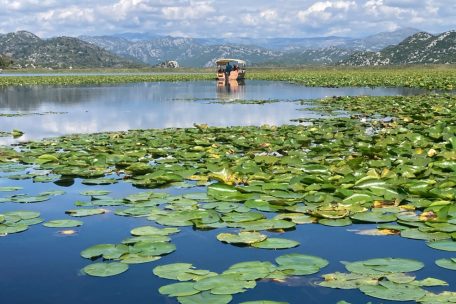 Einzigartiges Vogelschutzgebiet: Ausflugsboote auf dem montenegrinisch-albanischen Skadarsee