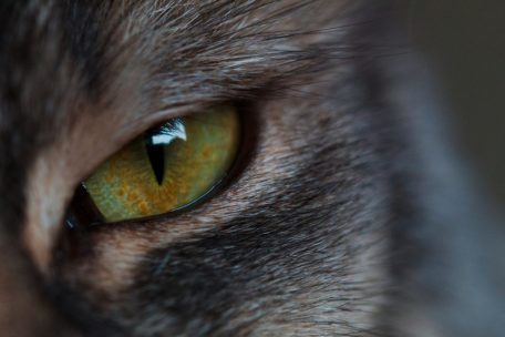 Rote Augen bei Hund und Katze / So wird eine Bindehautentzündung richtig behandelt