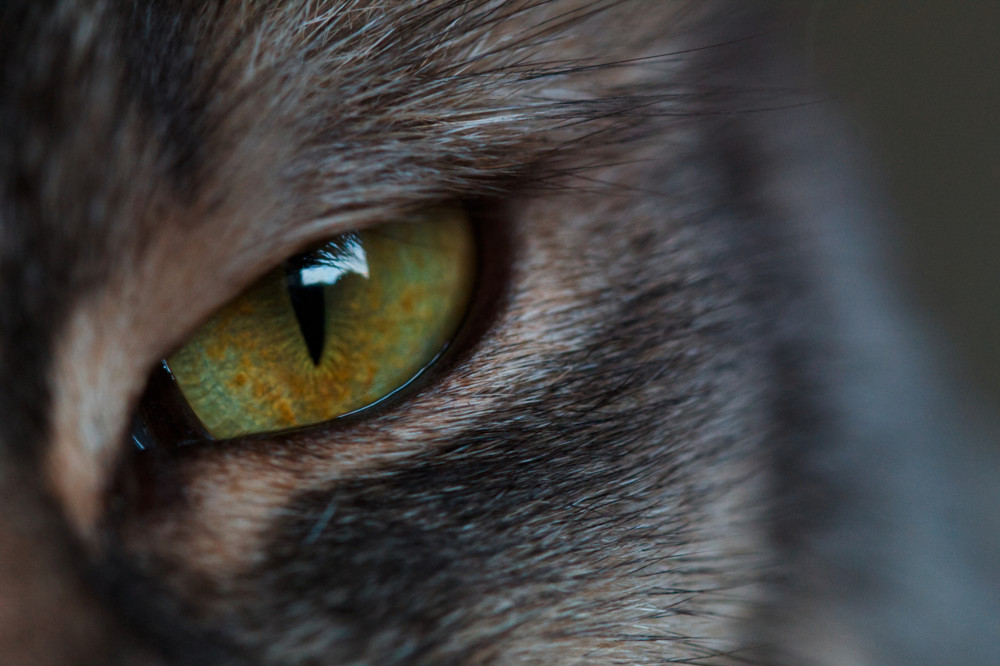 Rote Augen bei Hund und Katze / So wird eine Bindehautentzündung richtig behandelt