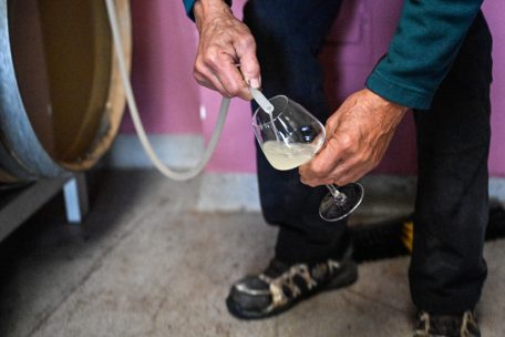 Der Wein wird mit einem Schlauch und Physik aus dem Fass in die Gl&auml;ser gef&uuml;llt