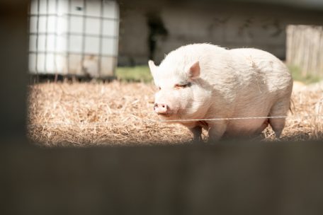 H&uuml;hner, Bienen und Schweine &ndash; das Matgesfeld als Lernort mit Leben