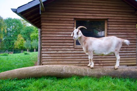 Früher war der Park inoffiziell als „Ziegenpark“ bekannt
