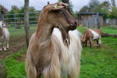Auf keinen Fall sollte man eine Ziege alleine halten