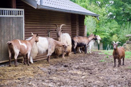 Kleinere Hausziegen, hochbeinige Milchziegen und die Kupferhalsziegen aus dem Wallis – eine bunte Mischung eben