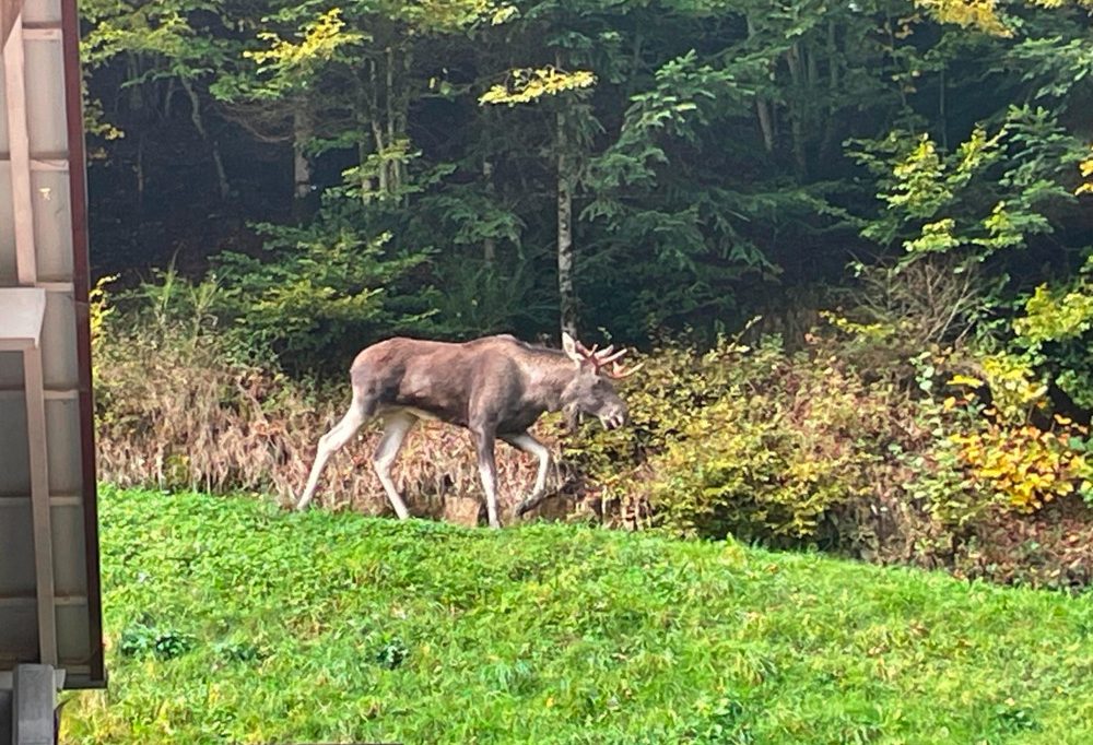 Deutschland / Ein Elch spaziert durch den Schwarzwald - sein neues Zuhause?