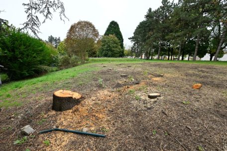 Esch / Fichten weichen Eichen: Gemeinde fällt kranke Bäume in Lallingen