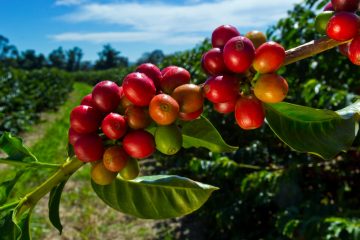 Ausbeutung und Umweltzerstörung / Der Preis für Kaffee ist in Luxemburg gestiegen – aber das kommt bei den Produzenten nicht immer an