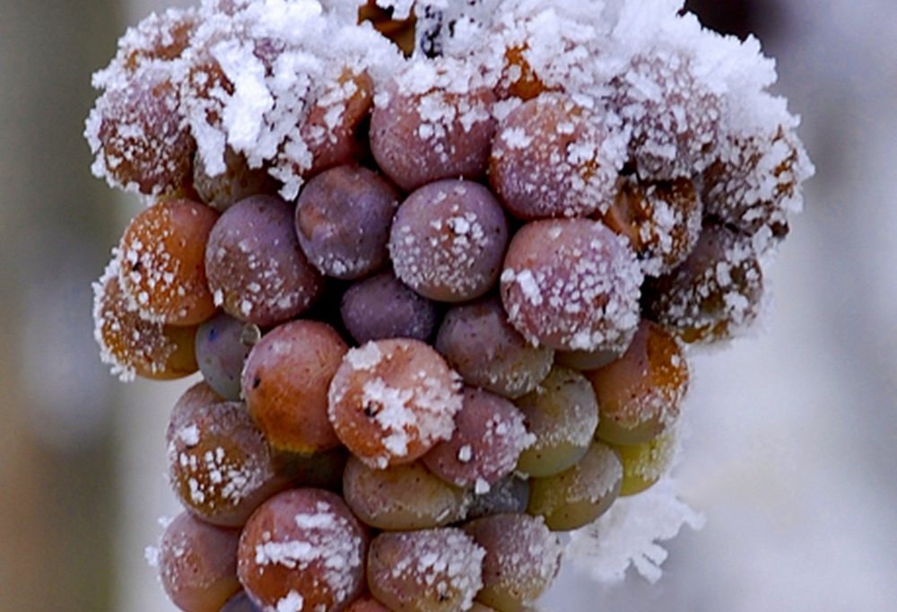 Domaine Tageblatt / Eiswein – da geht die Zunge auf Stelzen