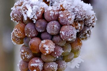 Domaine Tageblatt / Eiswein – da geht die Zunge auf Stelzen