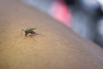 Einzigartiger Fund / Island entdeckt erstmals Mücken in freier Natur
